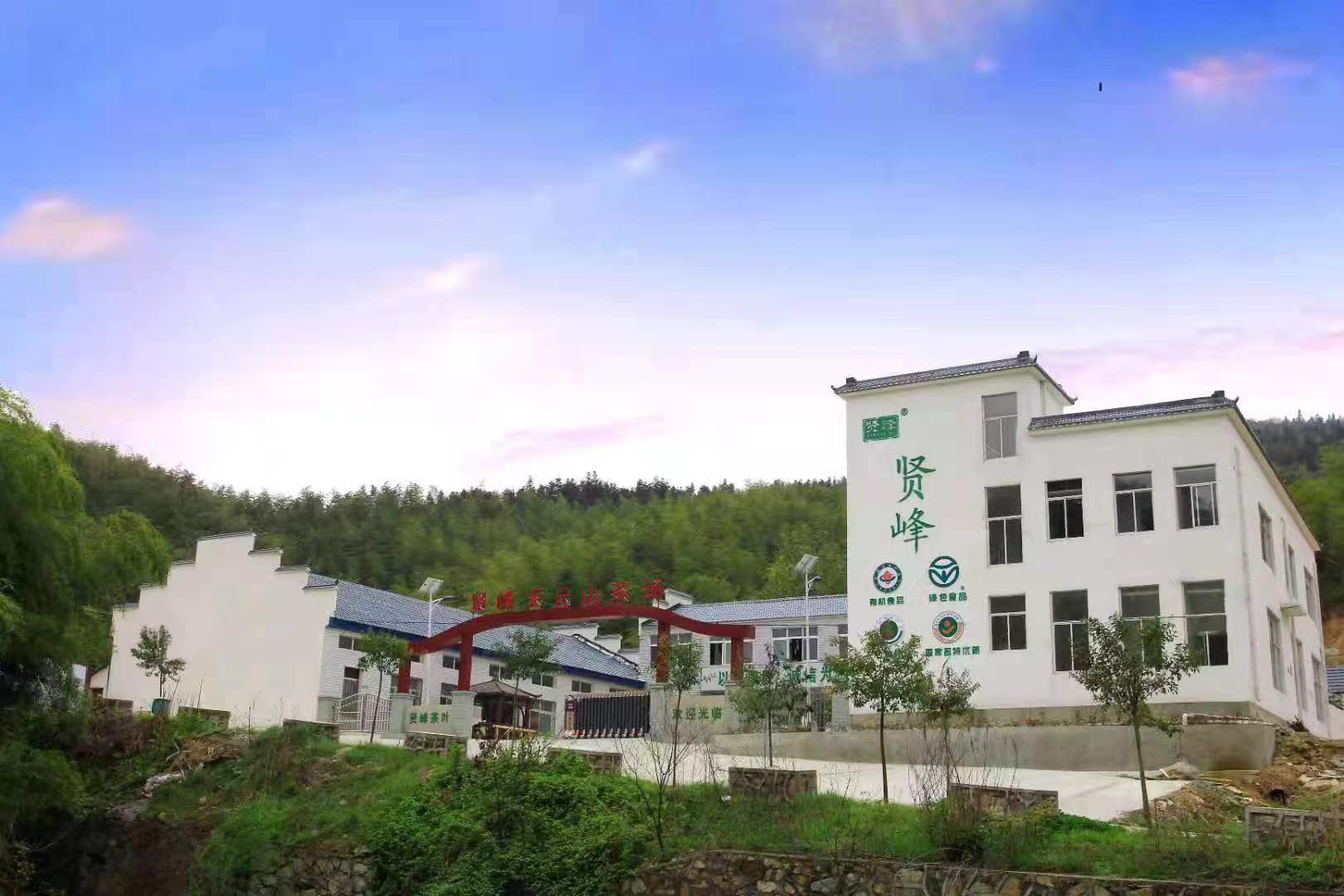 天云山茶葉生產(chǎn)基地