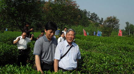 茶葉專家來賢峰茶葉園考察